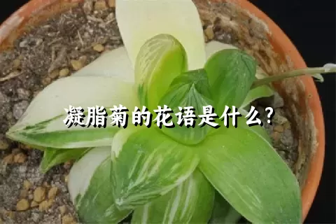 凝脂菊的花语是什么?