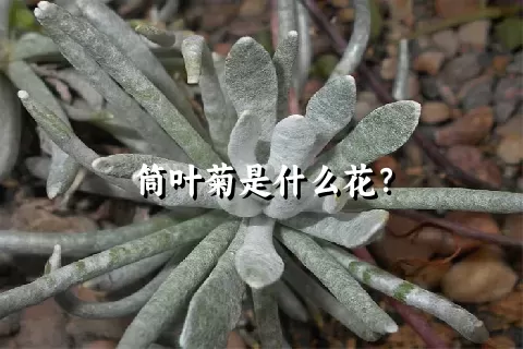 筒叶菊是什么花？