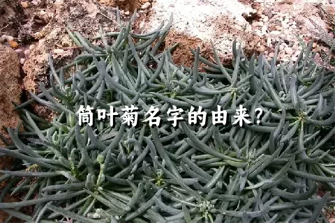 筒叶菊名字的由来？