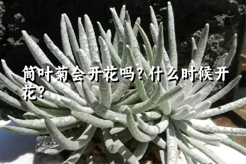 筒叶菊会开花吗？什么时候开花？