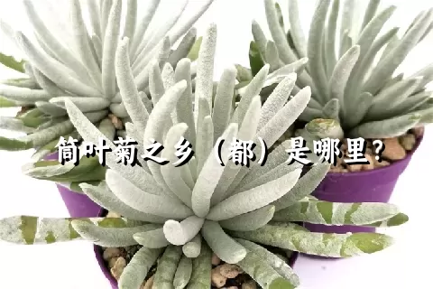 筒叶菊之乡（都）是哪里？