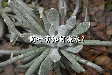 筒叶菊如何浇水？