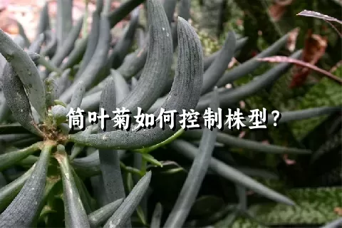 筒叶菊如何控制株型？