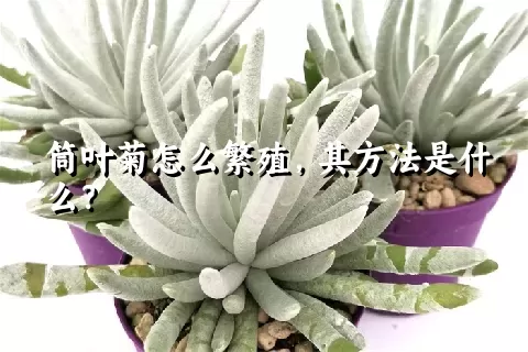 筒叶菊怎么繁殖，其方法是什么？