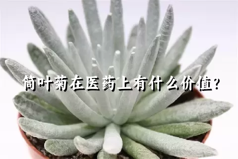 筒叶菊在医药上有什么价值？