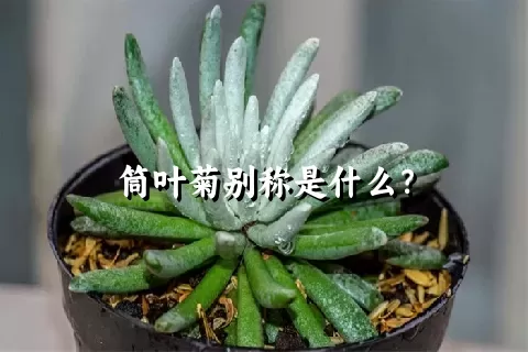 筒叶菊别称是什么？