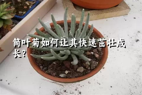 筒叶菊如何让其快速茁壮成长？