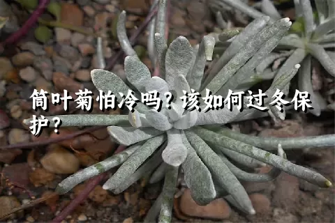 筒叶菊怕冷吗？该如何过冬保护？