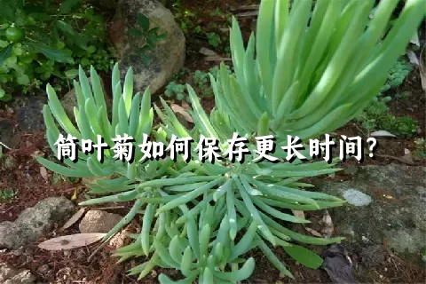 筒叶菊如何保存更长时间？