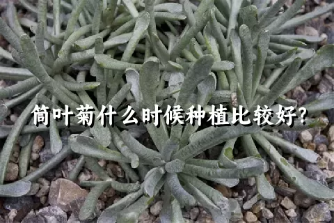 筒叶菊什么时候种植比较好？