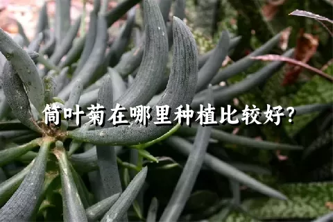 筒叶菊在哪里种植比较好？