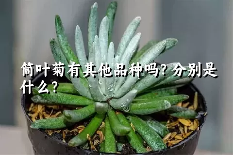 筒叶菊有其他品种吗？分别是什么？