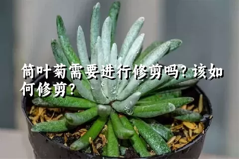 筒叶菊需要进行修剪吗？该如何修剪？