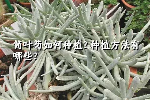 筒叶菊如何种植？种植方法有哪些？