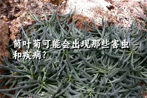 筒叶菊可能会出现那些害虫和疾病？