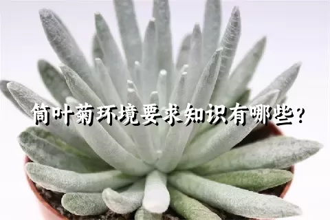 筒叶菊环境要求知识有哪些？