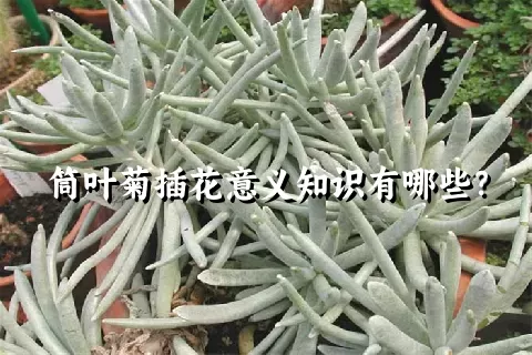 筒叶菊插花意义知识有哪些？