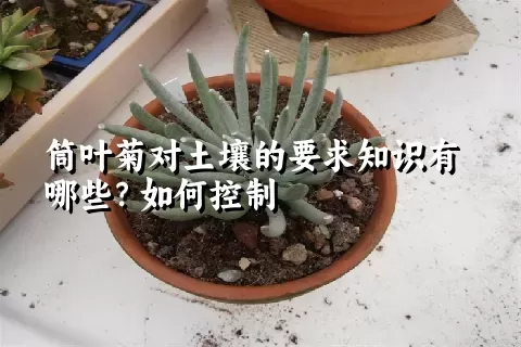 筒叶菊对土壤的要求知识有哪些？如何控制