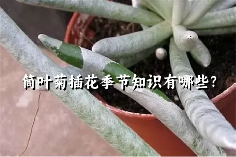 筒叶菊插花季节知识有哪些？