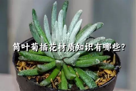 筒叶菊插花材质知识有哪些？