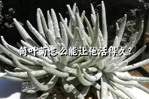 筒叶菊怎么能让他活得久？