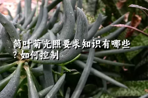 筒叶菊光照要求知识有哪些？如何控制