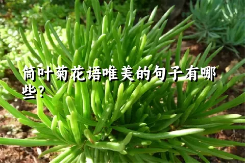 筒叶菊花语唯美的句子有哪些？