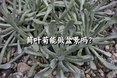 筒叶菊能做盆景吗？