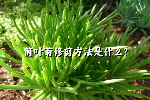 筒叶菊修剪方法是什么？