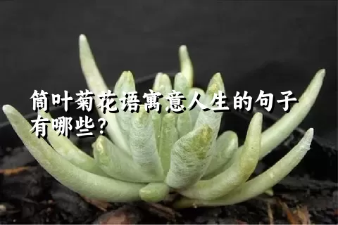 筒叶菊花语寓意人生的句子有哪些？