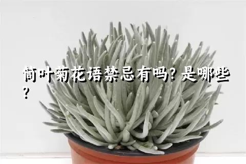 筒叶菊花语禁忌有吗？是哪些？