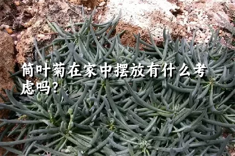 筒叶菊在家中摆放有什么考虑吗？