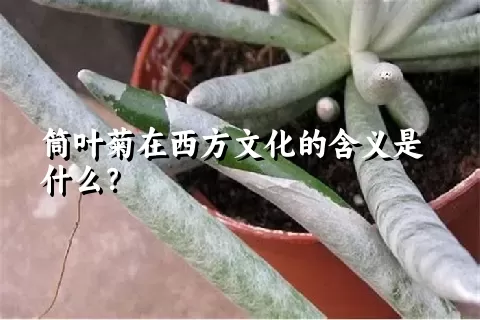 筒叶菊在西方文化的含义是什么？