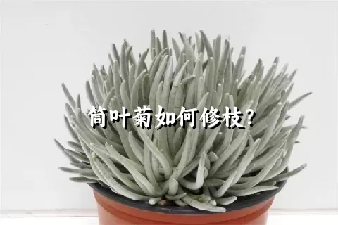 筒叶菊如何修枝？