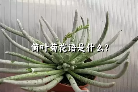 筒叶菊花语是什么？