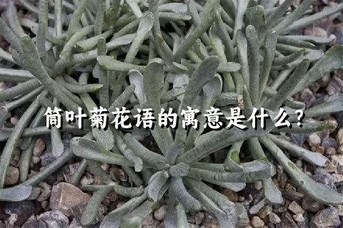 筒叶菊花语的寓意是什么？