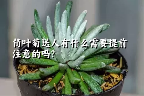 筒叶菊送人有什么需要提前注意的吗？