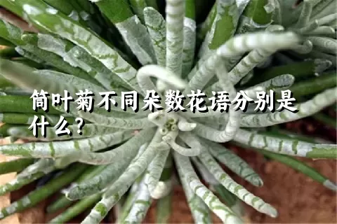 筒叶菊不同朵数花语分别是什么？