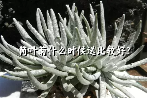 筒叶菊什么时候送比较好？