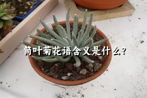 筒叶菊花语含义是什么？