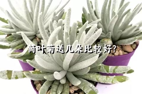 筒叶菊送几朵比较好？