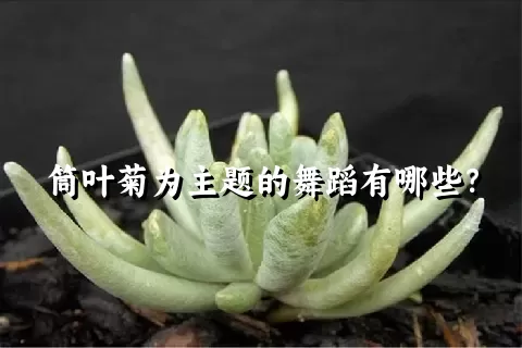 筒叶菊为主题的舞蹈有哪些？