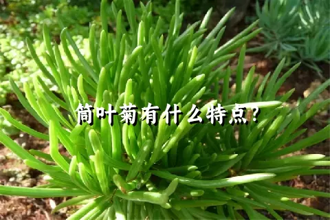 筒叶菊有什么特点？