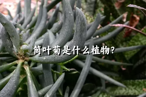 筒叶菊是什么植物？