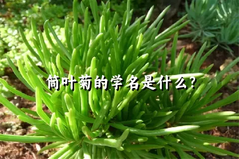 筒叶菊的学名是什么？