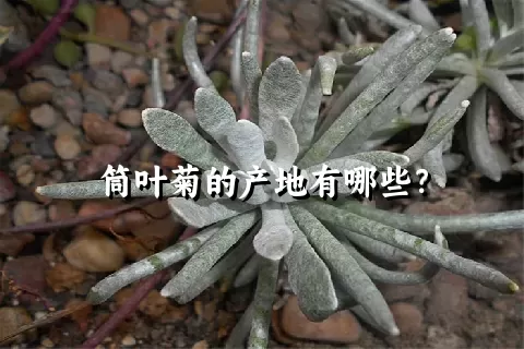 筒叶菊的产地有哪些？