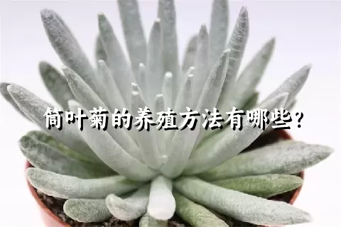 筒叶菊的养殖方法有哪些？