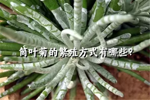 筒叶菊的繁殖方式有哪些？