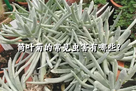 筒叶菊的常见虫害有哪些？