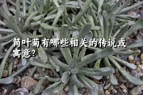 筒叶菊有哪些相关的传说或寓意？